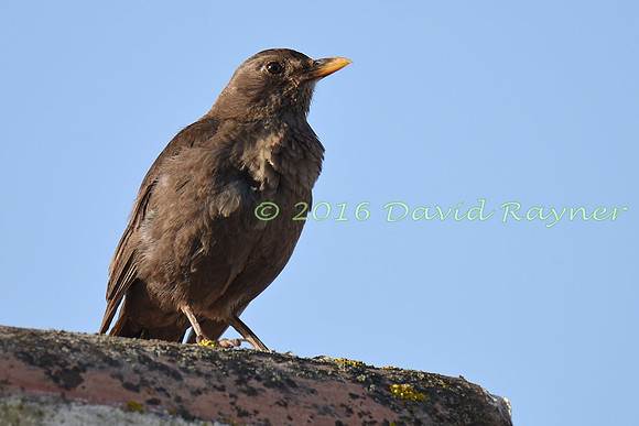 Blackbird 08