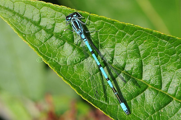 .damsel, Azure [m,]