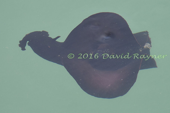 Sea Hare 13