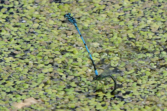 .damsel, Azure [O]