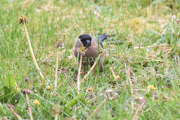 Bullfinch 02