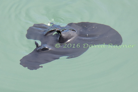 Sea Hare 11