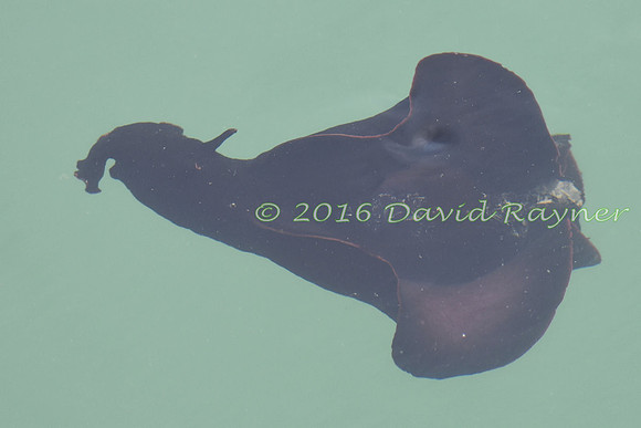 Sea Hare 14