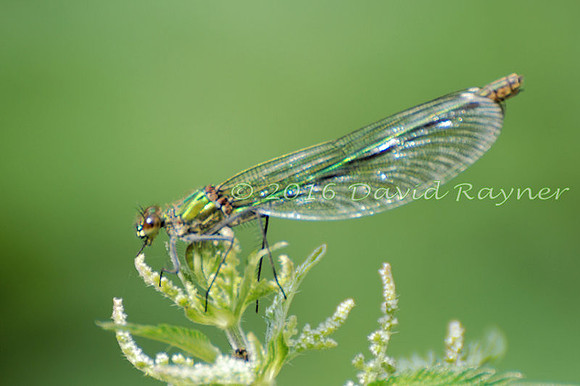 .damsel, Banded Demoiselle [f]
