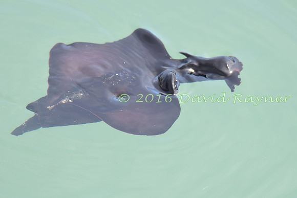 Sea Hare 02