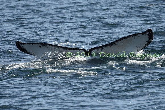 Humpback Whale (20)