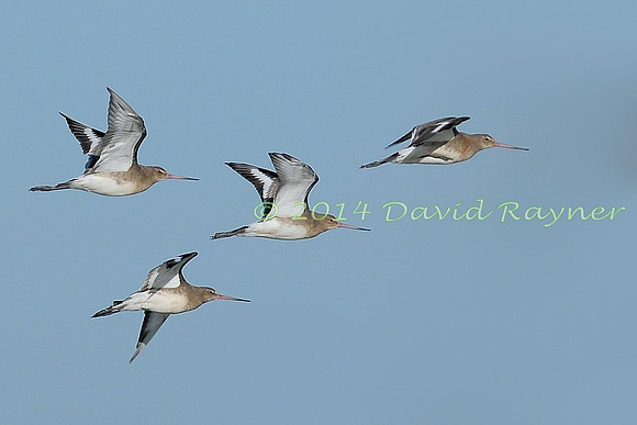 Black-tailed Godwits 4