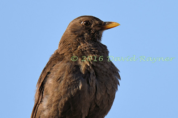 Blackbird 09