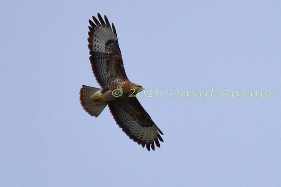 Buzzard, Common 02