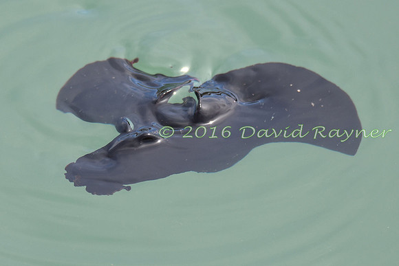 Sea Hare 10