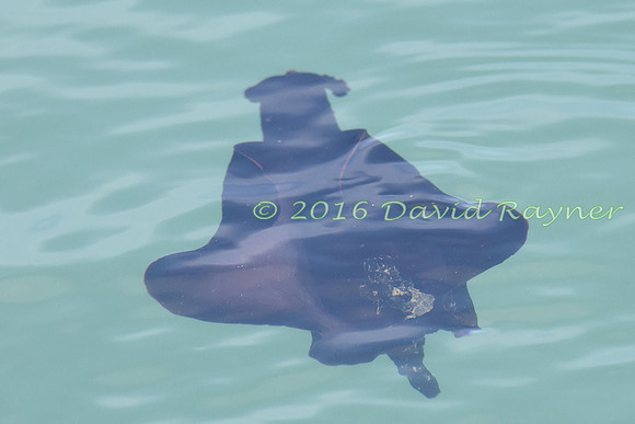 Sea Hare 19