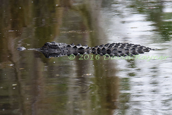 Alligator, American [09]