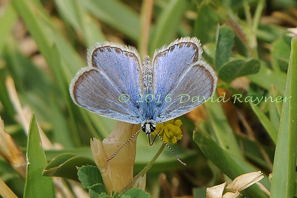 Blue, Common [f.c]