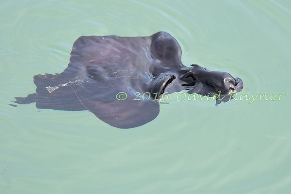 Sea Hare 05