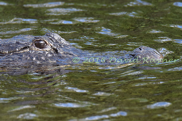 Alligator, American [11]
