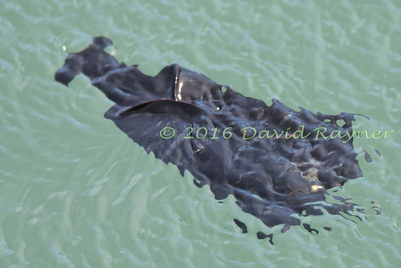 Sea Hare 18
