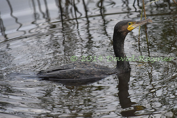 Cormorant 1