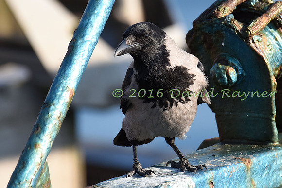 Crow, Hooded 01