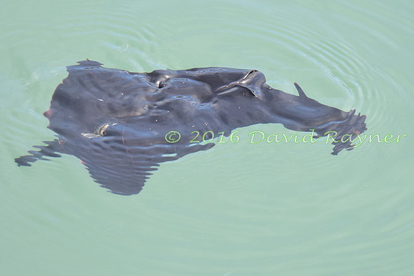 Sea Hare 03