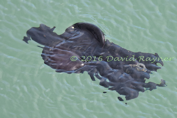 Sea Hare 17