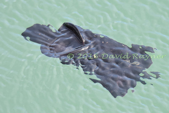 Sea Hare 16