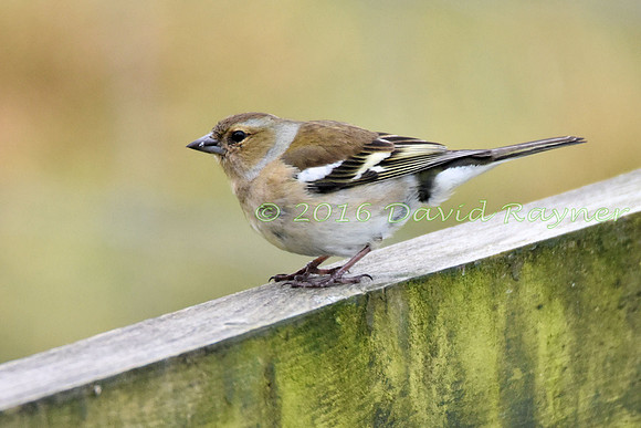 Chaffinch 01