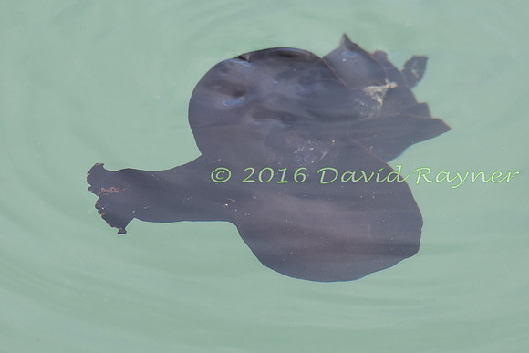 Sea Hare 12
