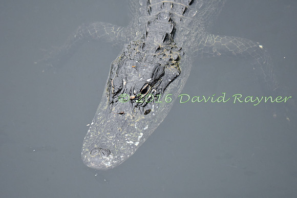 Alligator, American [06]