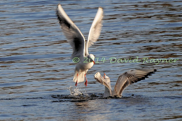 Black-headed Gulls.a9