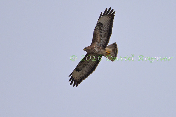 Buzzard, Common 01