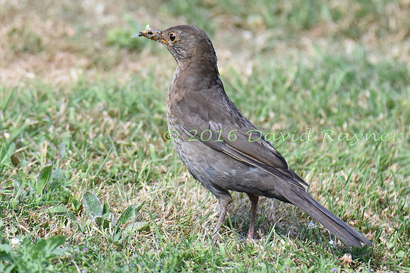 Blackbird 11