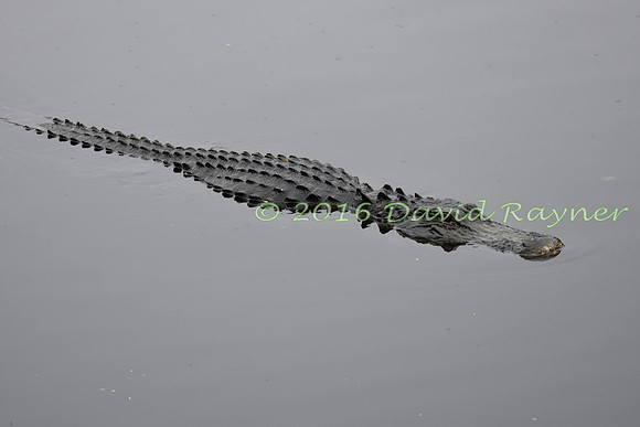 Alligator, American [05]