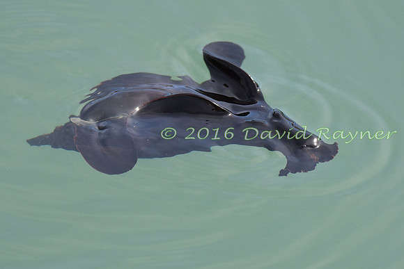 Sea Hare 07