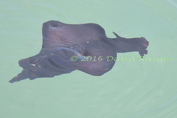 Sea Hare 01
