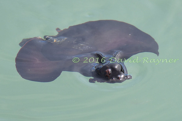 Sea Hare 09