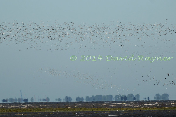 aa Oystercatchers arriving 2