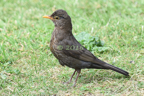 Blackbird 10