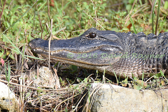 Alligator, American [13]