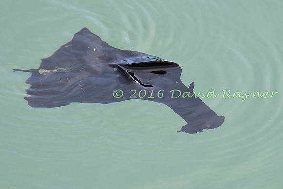 Sea Hare 08