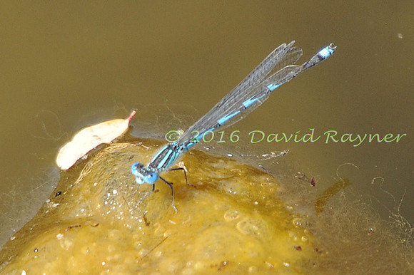 .damsel, Blue-eye [m]