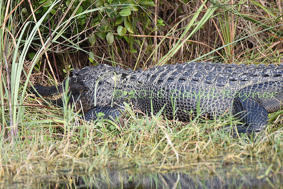 Alligator, American [14]
