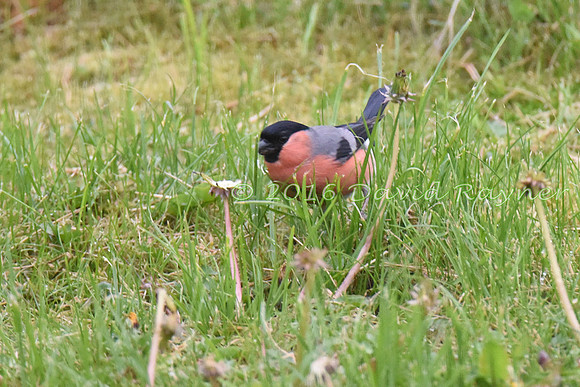 Bullfinch 01