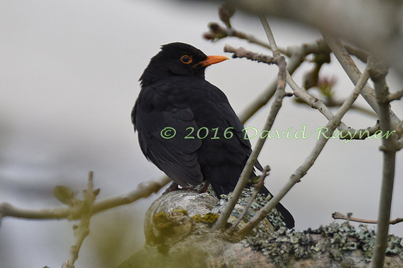 Blackbird 01