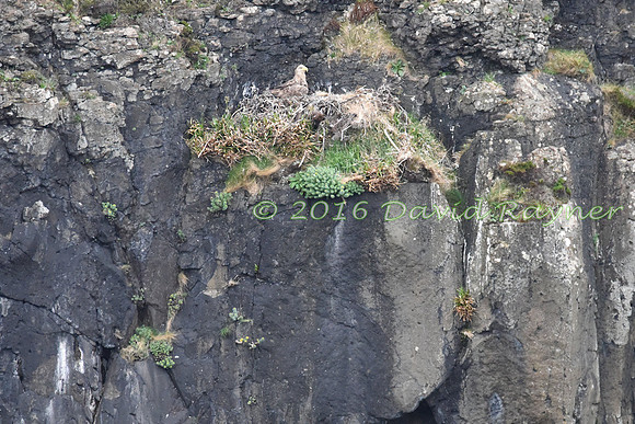 Eagle, White-tailed 2