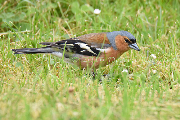 Chaffinch 02