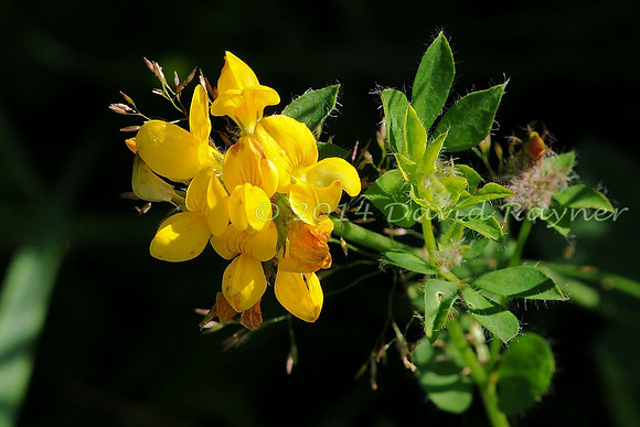 Bird's-foot Trefoil