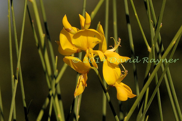 Bird's-foot-trefoil, Greater