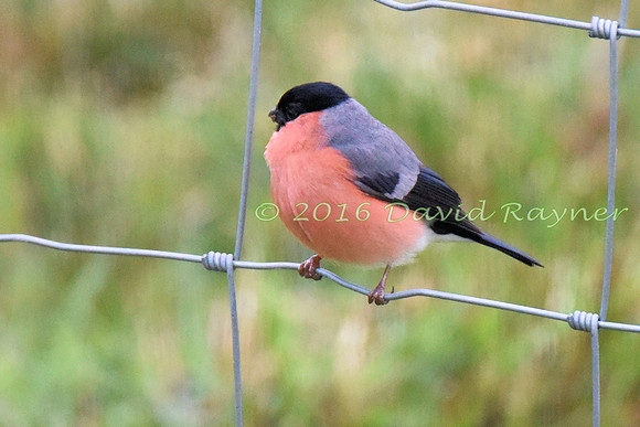 Bullfinch 03