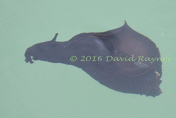 Sea Hare 15
