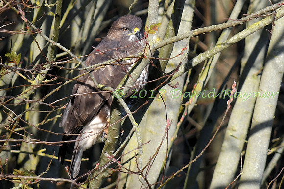 Buzzard, Common 19